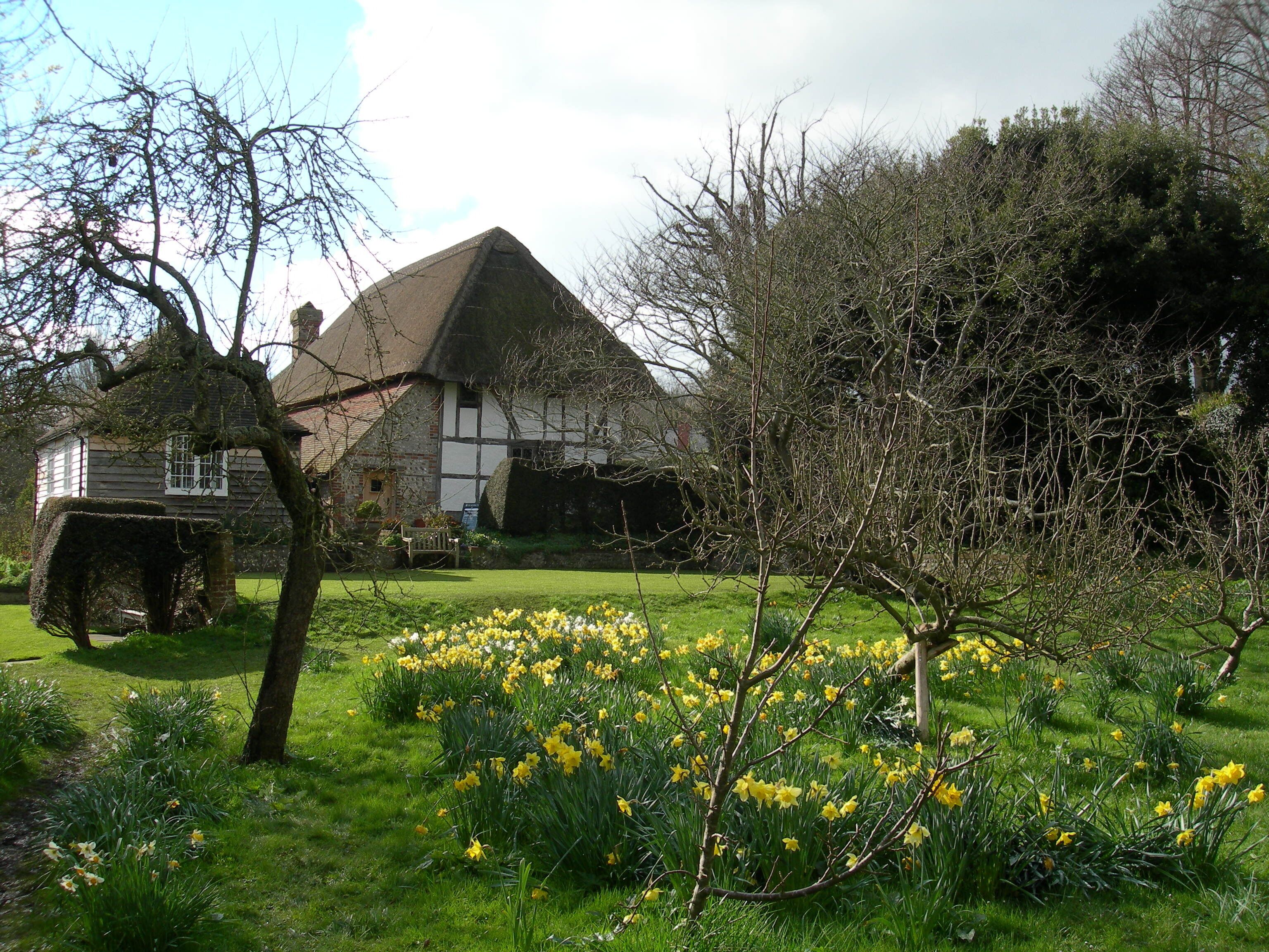 Alfriston Clergy House Garden - Daffodils