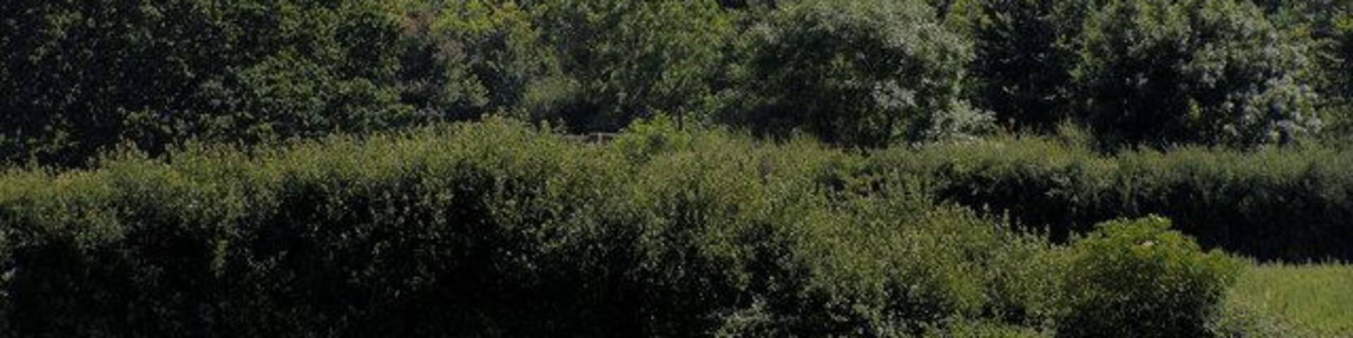 A green hill with a path and some trees in the foreground.