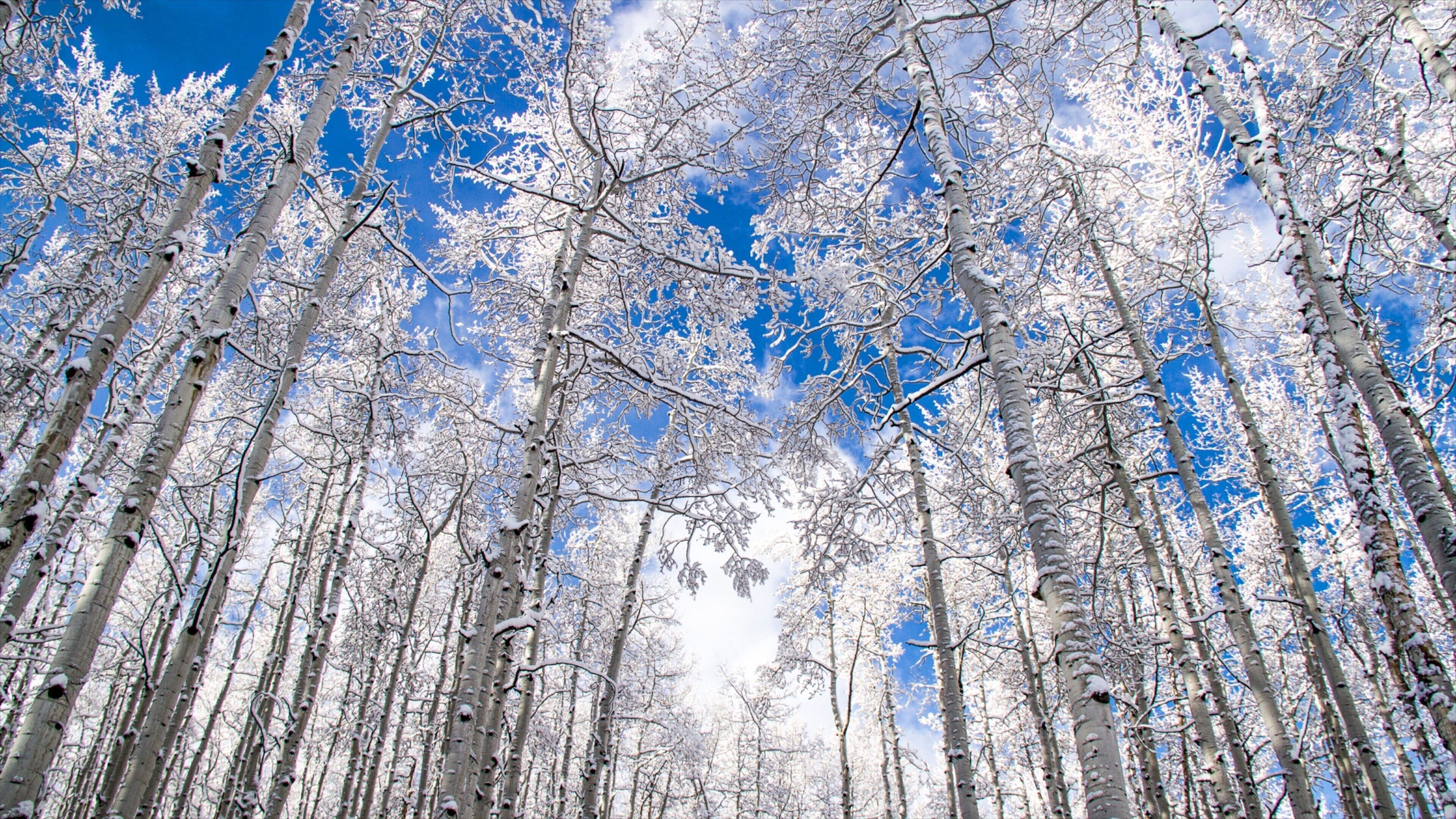 Visit Snowmass: 2026 Travel Guide for Snowmass, Colorado | Expedia