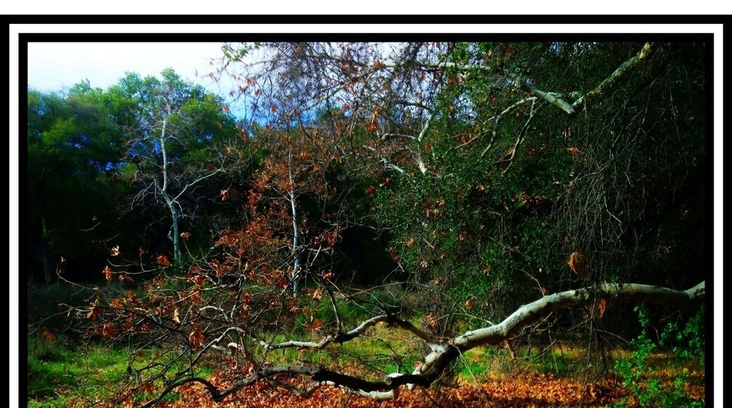 On the trail just past the Oak of the Golden Dream I found this beautiful carpet of fallen leaves.