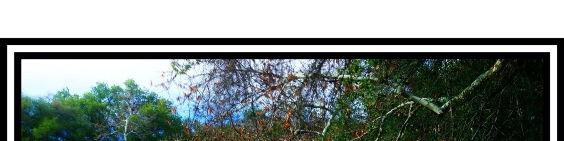 Un árbol caído en un bosque con hojas otoñales cubriendo el suelo.