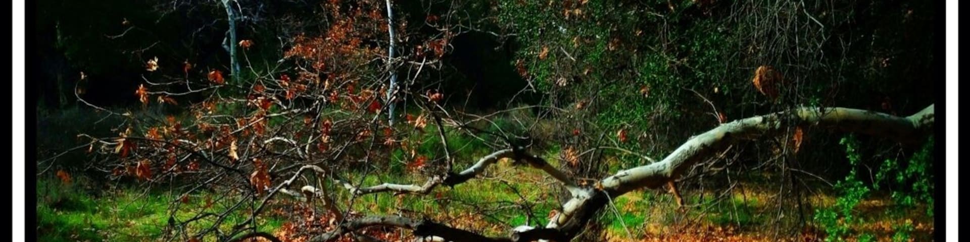 On the trail just past the Oak of the Golden Dream I found this beautiful carpet of fallen leaves.