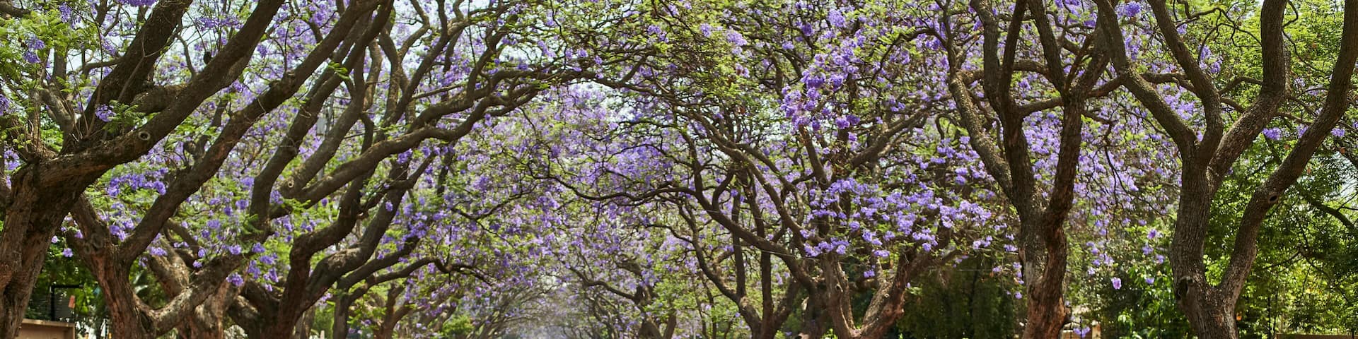 Woman wearing a hat walking in the middle of a street full of jacaranda trees in bloom, Pretoria, South Africa