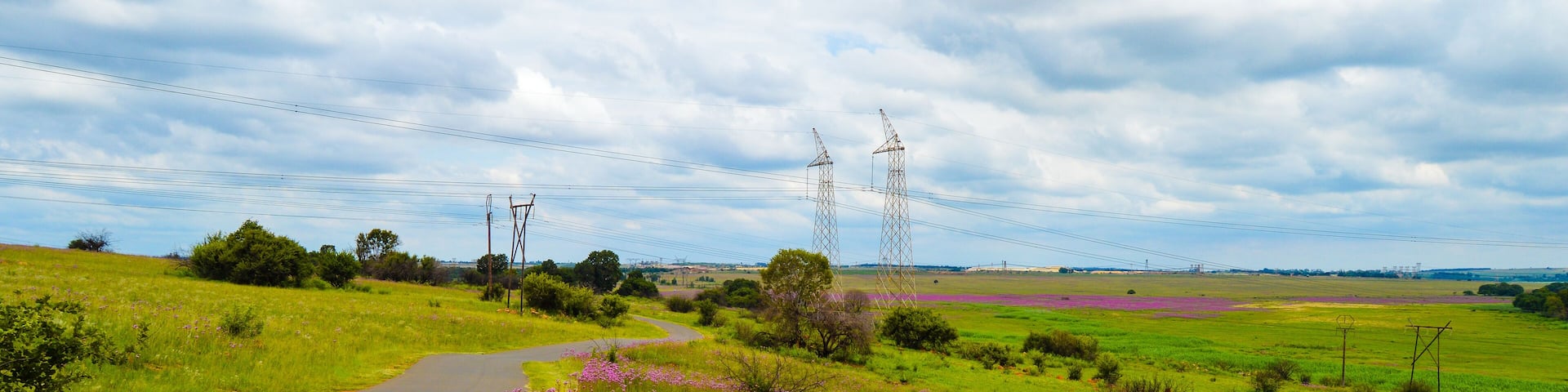 Beautiful Rietvlei nature reserve near Pretoria and Centurion lined with purple pompom weeds (Campuloclinium macrocephalum)root system