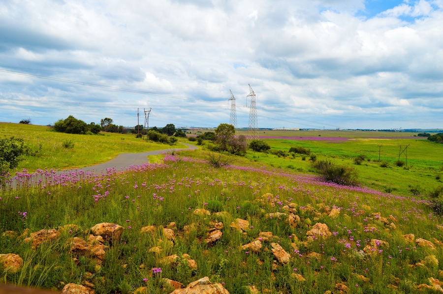 Beautiful Rietvlei nature reserve near Pretoria and Centurion lined with purple pompom weeds (Campuloclinium macrocephalum)root system