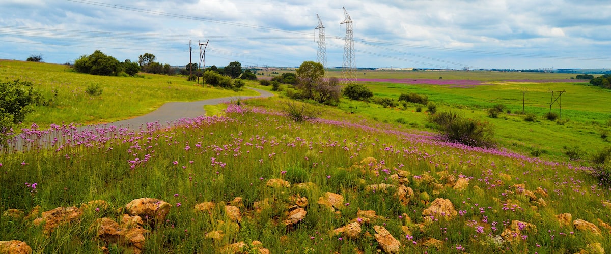 A rural landscape with a winding road, purple flowers, green fields, and power lines.