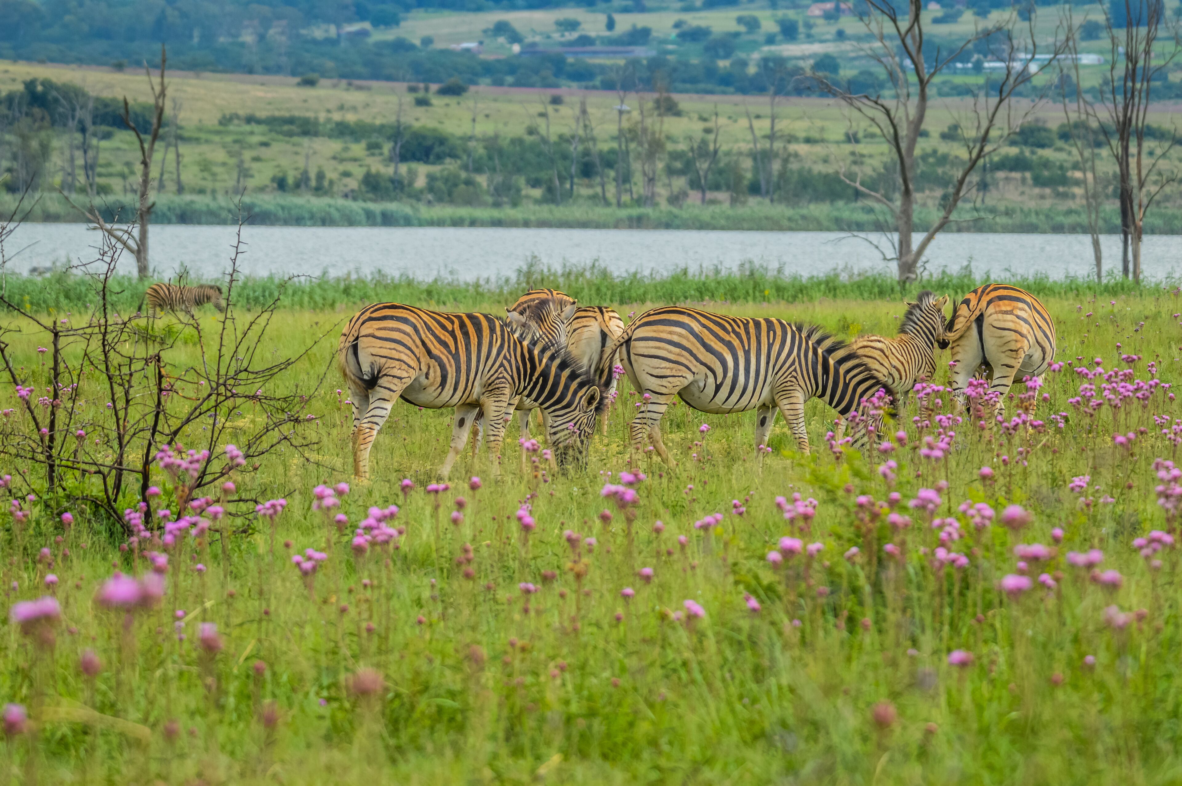 Beautiful Rietvlei nature reserve near Pretoria and Centurion lined with purple pompom weeds (Campuloclinium macrocephalum)root system