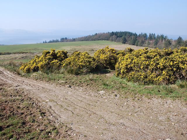 Gorse bank Looking across fields towards the woods surrounding Otter House.