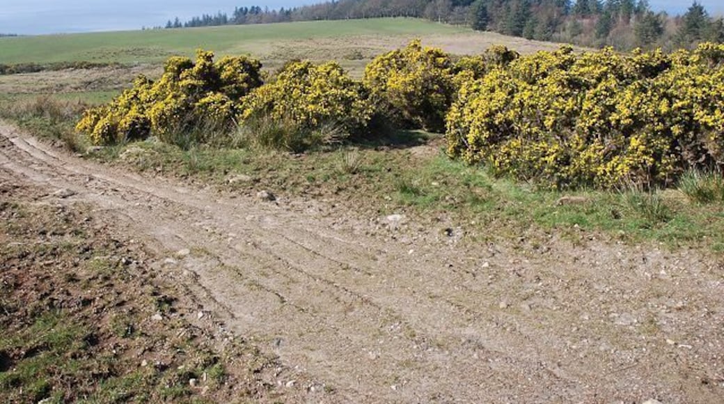 Gorse bank Looking across fields towards the woods surrounding Otter House.