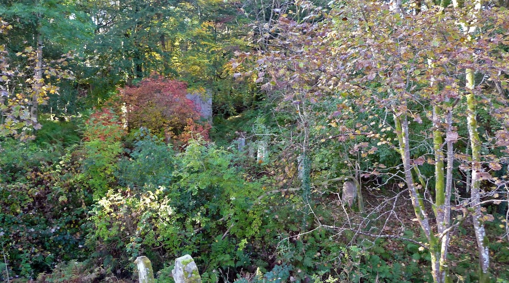 Overgrown part of Kilfinan churchyard A plan of the churchyard can be found on the Friends of Kilfinan site: http://www.drumcot.org/plan.html