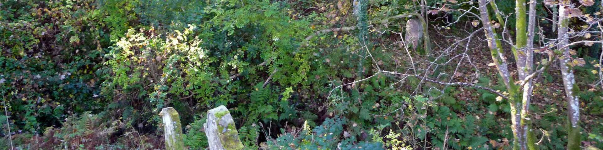 Overgrown part of Kilfinan churchyard A plan of the churchyard can be found on the Friends of Kilfinan site: http://www.drumcot.org/plan.html