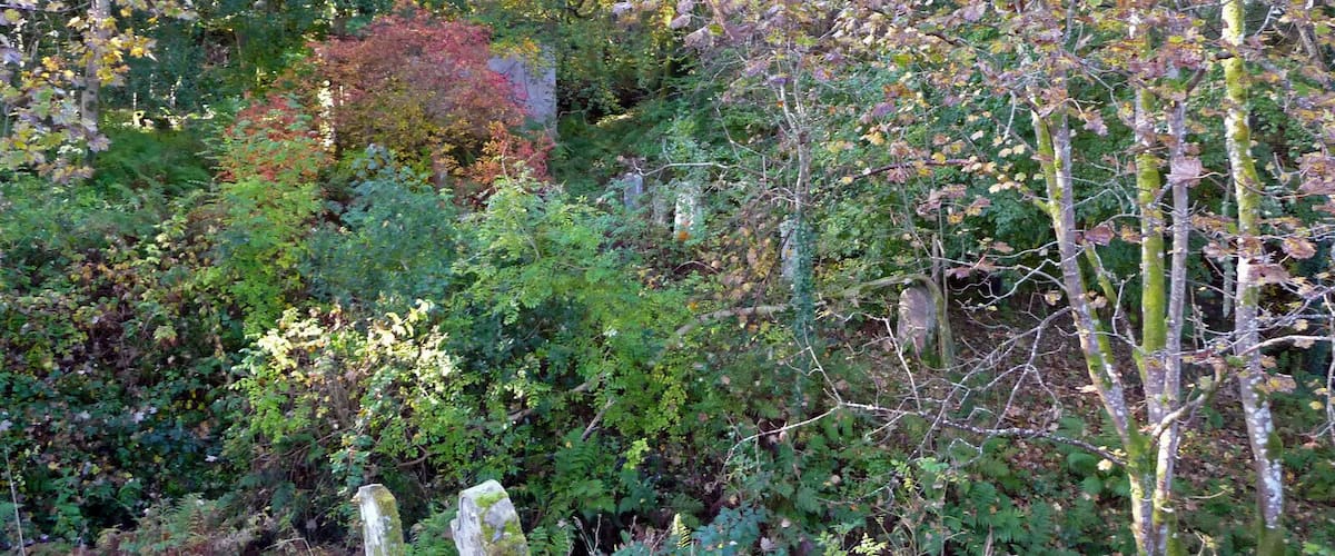A dense forest with various trees, including some with red leaves, and a stone fence in the foreground.