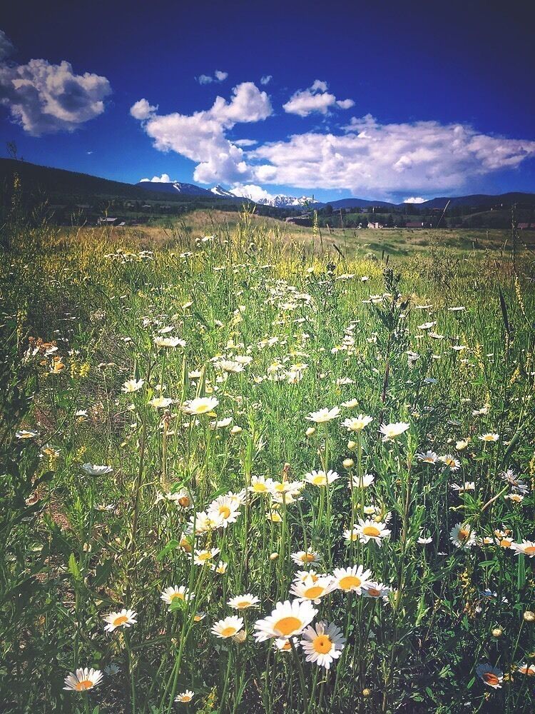 The earth laughs in flowers.
Ralph Waldo Emerson #adventure #hiking #mountains