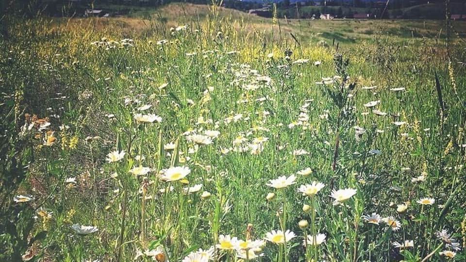 A field of daisies with a mountain range in the background.