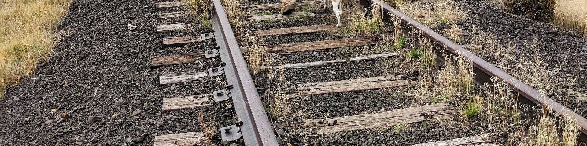 Following the tracks into the autumn distance #Autumn #Trovember #Railroad