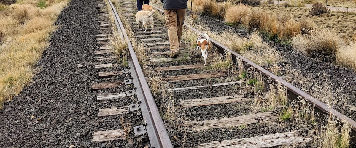 A railway track with a person and two dogs walking on it, surrounded by autumn-colored trees and a misty hill in the background.