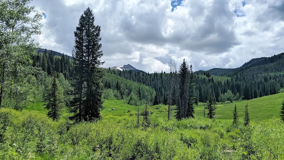 A lush green meadow with tall trees and a mountain in the background.