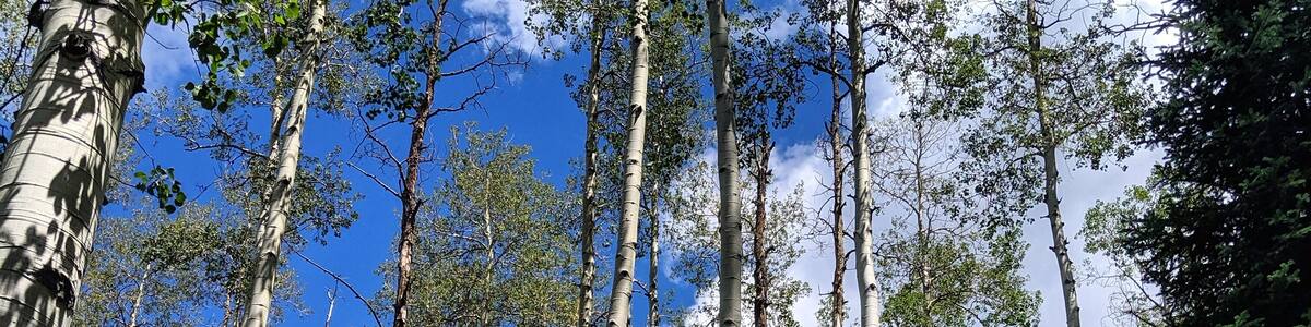 Where the Aspen trees grow... #Trovember #Hiking #SummerDays