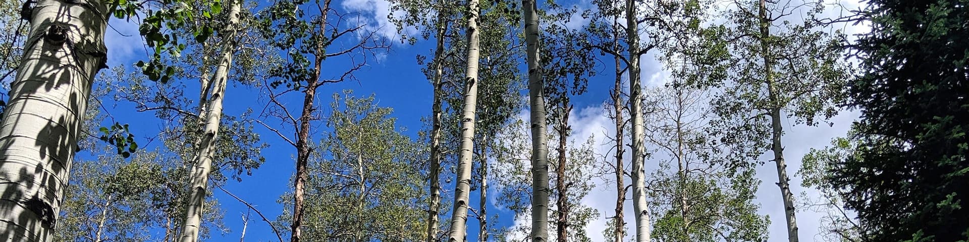 Where the Aspen trees grow... #Trovember #Hiking #SummerDays