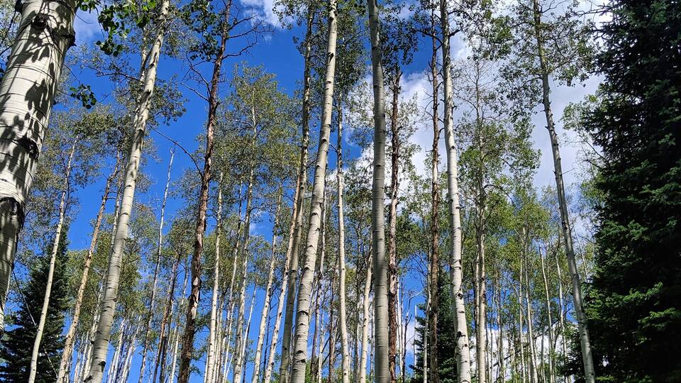 A forest of tall, slender trees with a clear blue sky above.