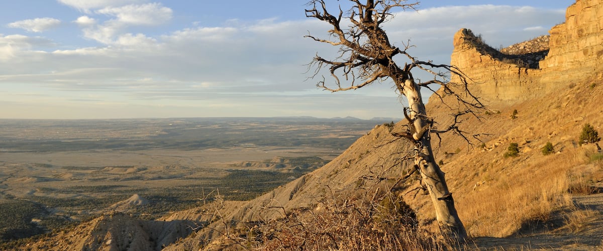 A leafless tree on a rocky hillside with a vast landscape in the background.