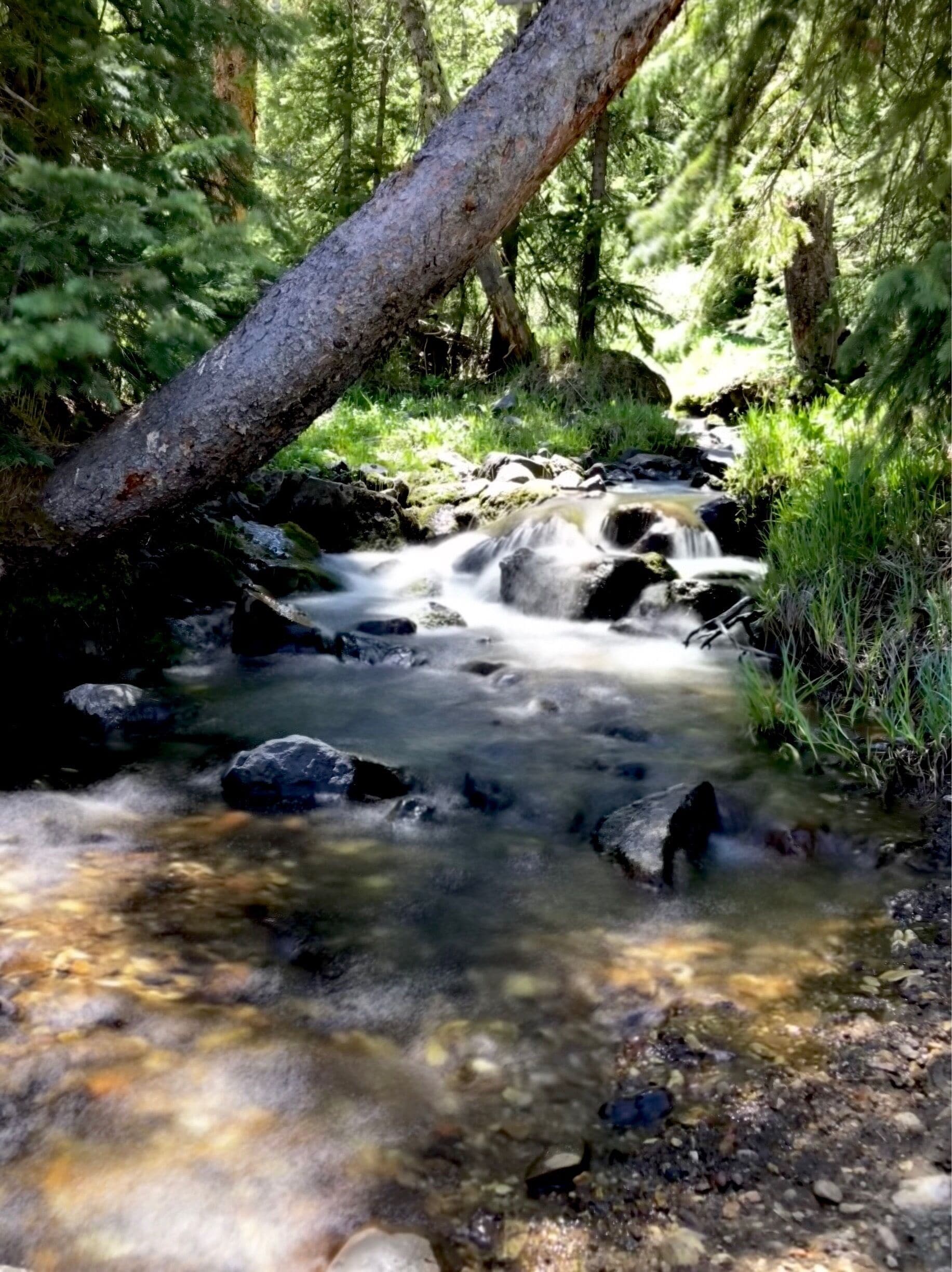 Comté de Rio Grande