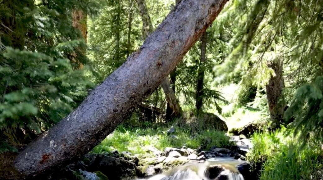 Comté de Rio Grande