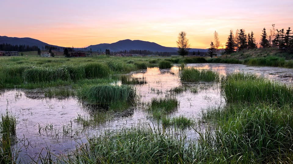 A wetland area with tall grasses and a small body of water, surrounded by trees and a mountain range in the background.