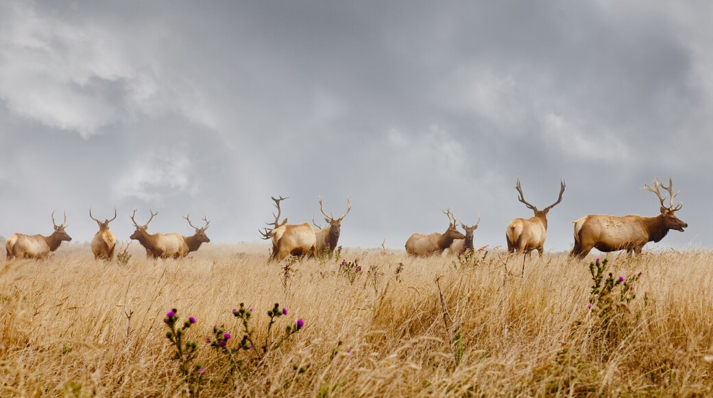 Herd of wild bull elk with antlers in natural grassland habitat. Point Reyes, California