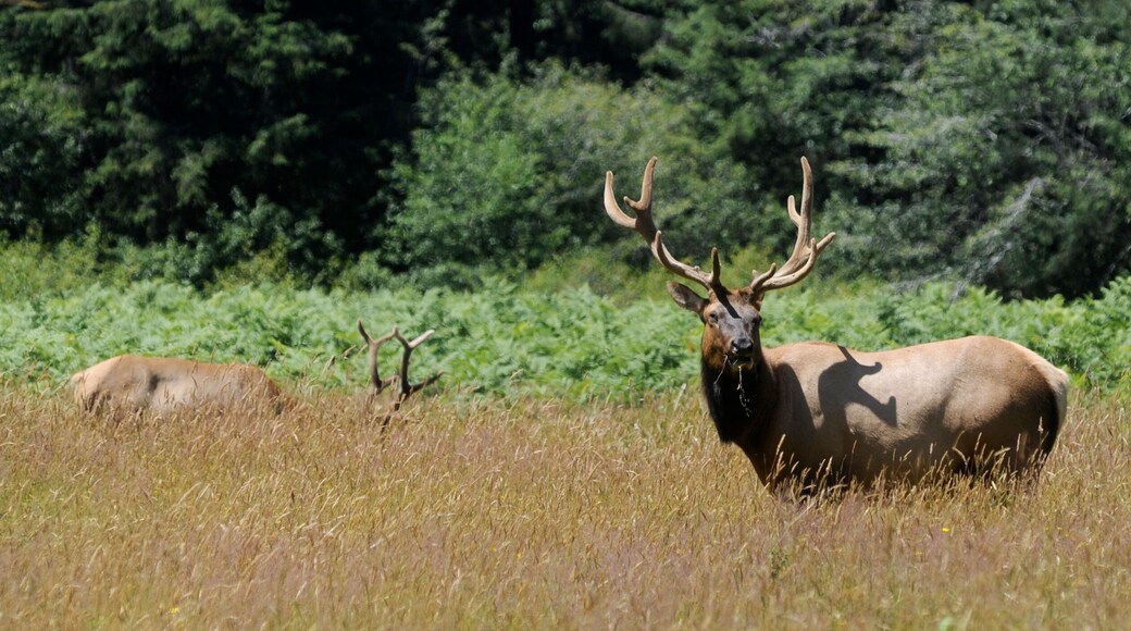 Roosevelt Elk