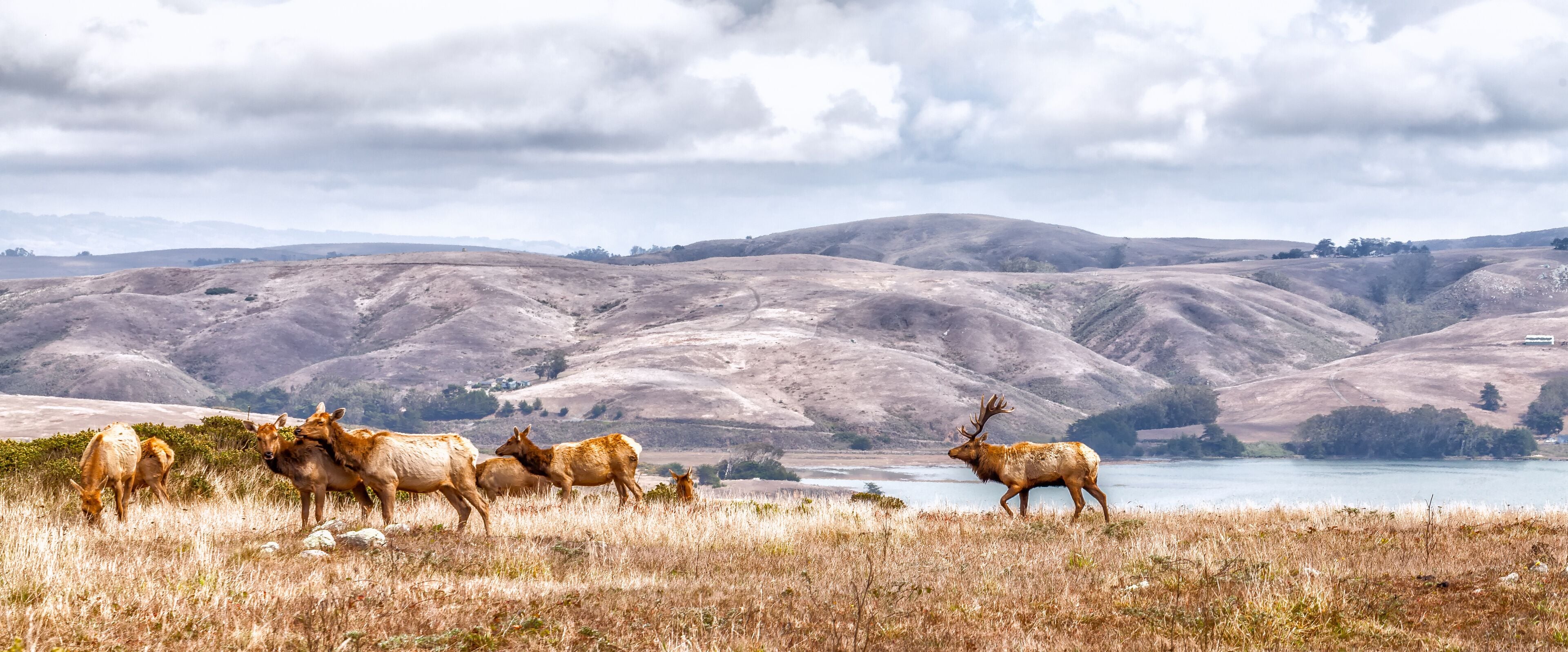 Elk grazing in a natural grasslands habitat Northern Californ