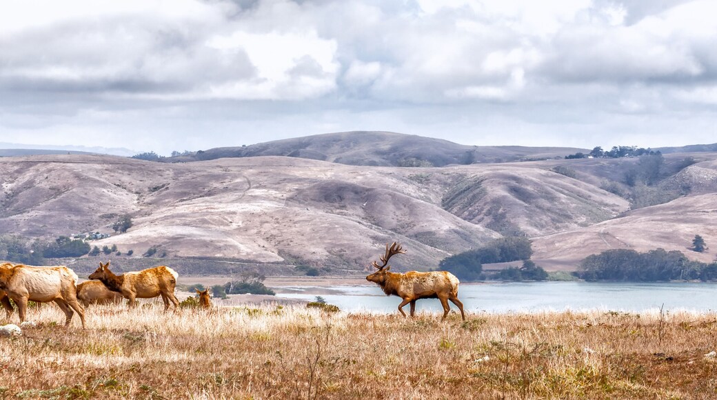 Elk grazing in a natural grasslands habitat Northern Californ