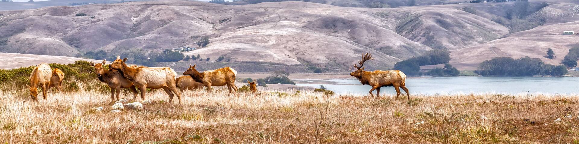 Elk grazing in a natural grasslands habitat Northern Californ