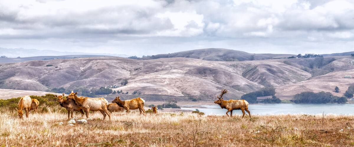 A herd of elk grazing near a lake surrounded by rolling hills.