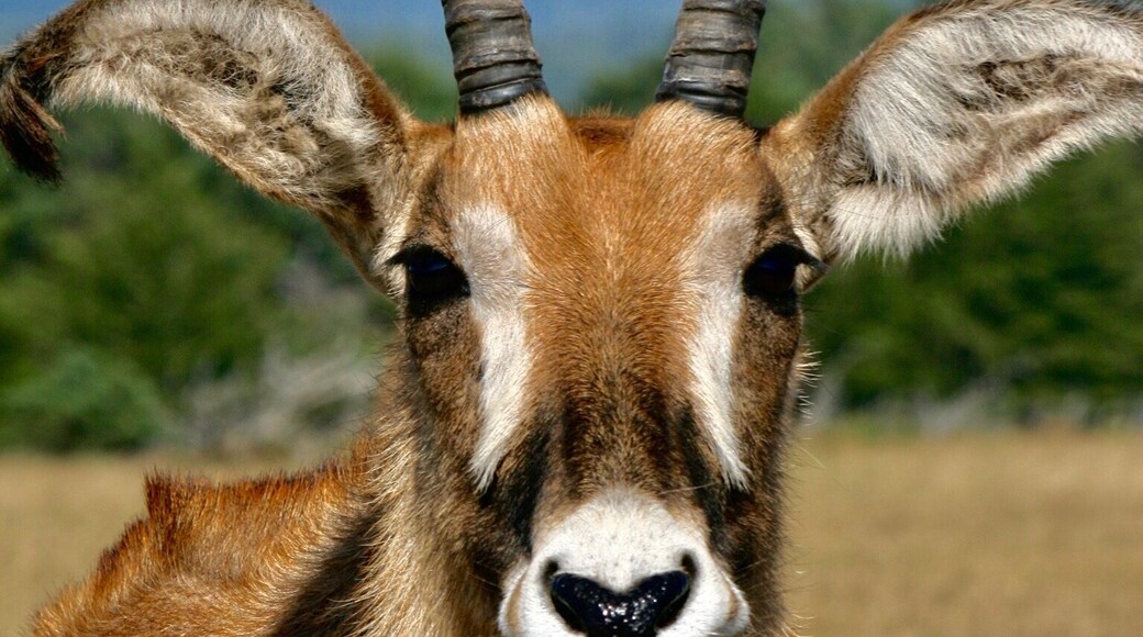 Located on the remote Northern California Coast at Point Arena, is the B. Bryan Preserve. They breed and present critically endangered African hoofed animals to maintain the species population. They are not a zoo and only give pre-reserved small tours with up close views of the animals. Lynn and I toured while we were in the area.