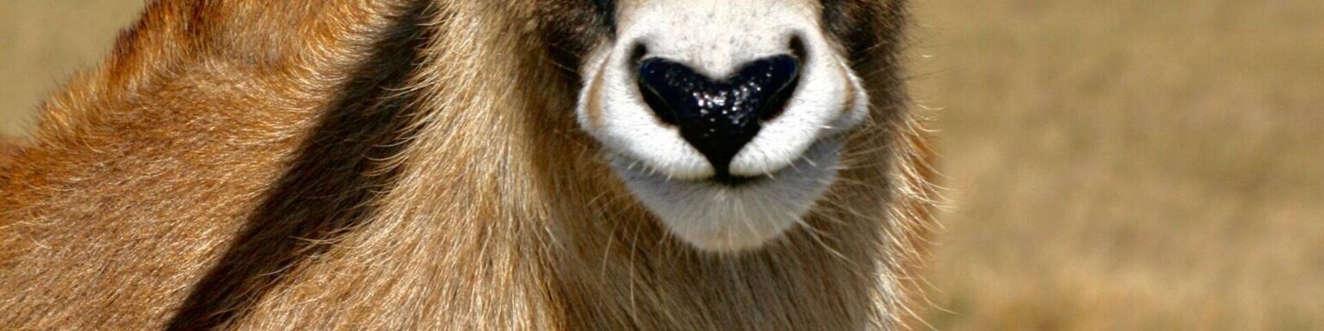 Located on the remote Northern California Coast at Point Arena, is the B. Bryan Preserve. They breed and present critically endangered African hoofed animals to maintain the species population. They are not a zoo and only give pre-reserved small tours with up close views of the animals. Lynn and I toured while we were in the area.