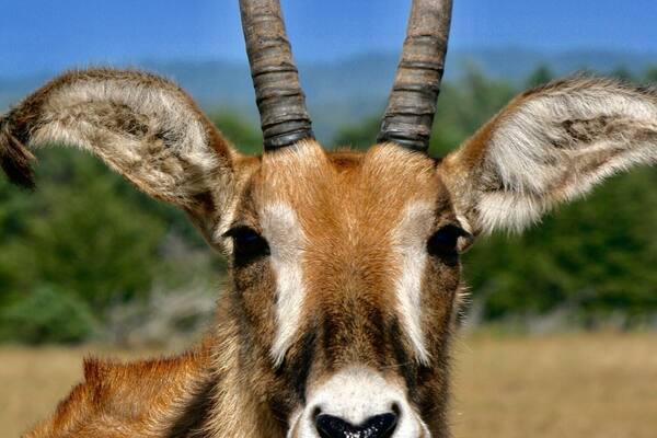 Located on the remote Northern California Coast at Point Arena, is the B. Bryan Preserve. They breed and present critically endangered African hoofed animals to maintain the species population. They are not a zoo and only give pre-reserved small tours with up close views of the animals. Lynn and I toured while we were in the area.