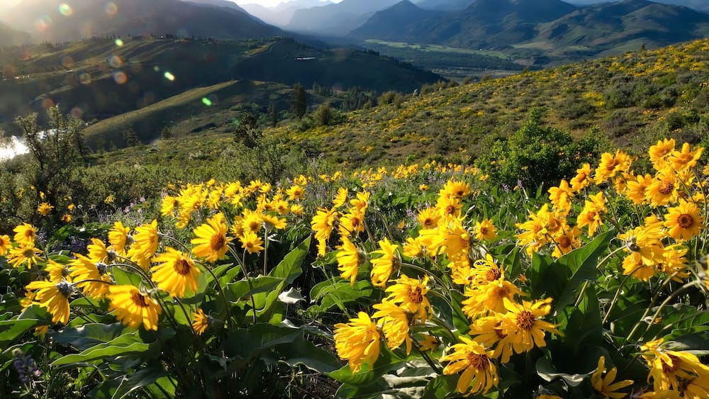 Arnica or Balsamroot flowers in beautiful meadows. Seattle. Washington. United States of America.