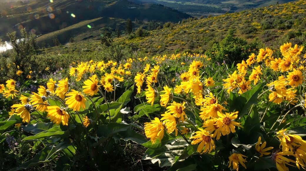 Arnica or Balsamroot flowers in beautiful meadows. Seattle. Washington. United States of America.