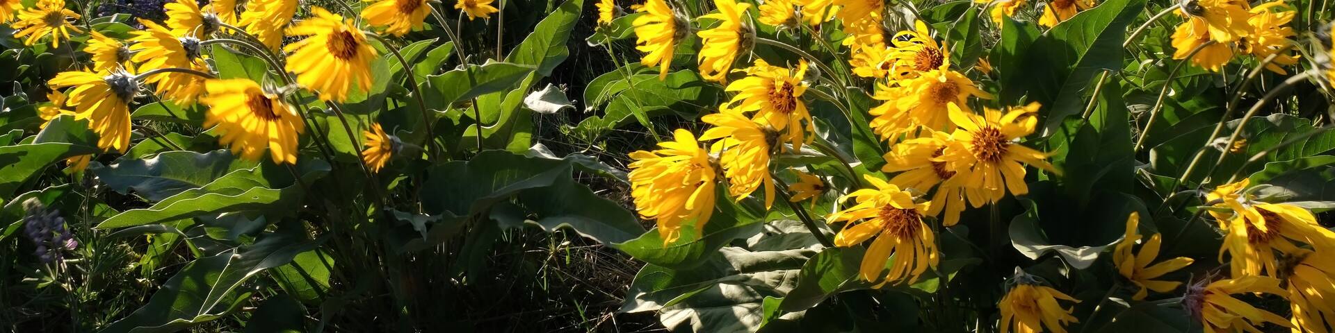 Arnica or Balsamroot flowers in beautiful meadows. Seattle. Washington. United States of America.