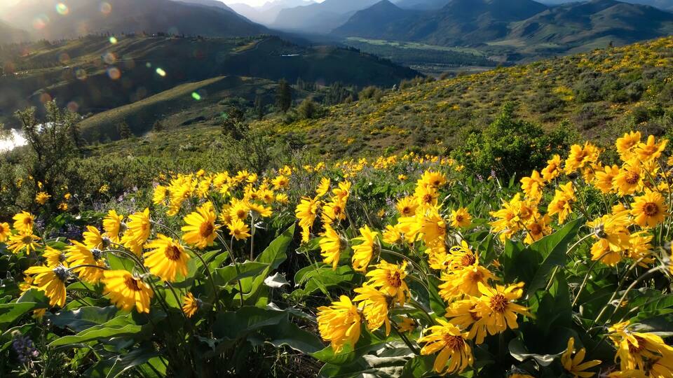 Arnica or Balsamroot flowers in beautiful meadows. Seattle. Washington. United States of America.