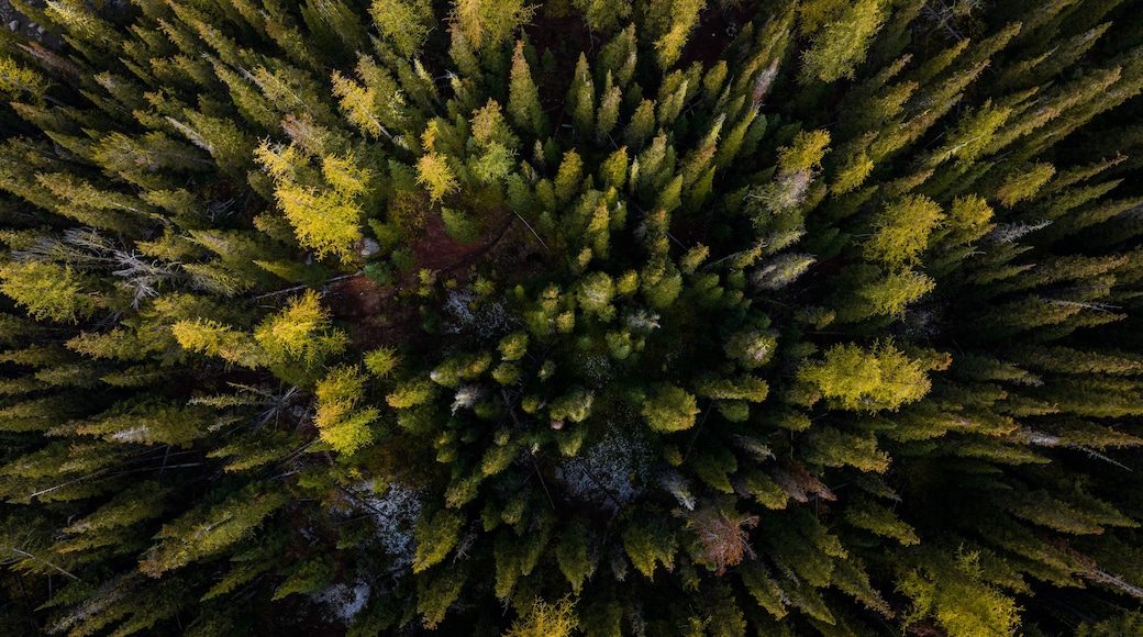 Drone trees during fall from Birds Eye view Washington