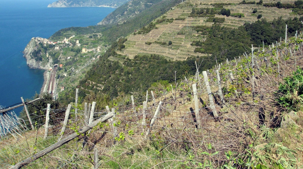 Cinque Terre, La Spezia, Liguria, Italy