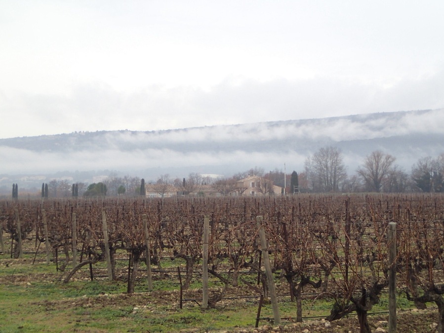 Vineyard in Joucas