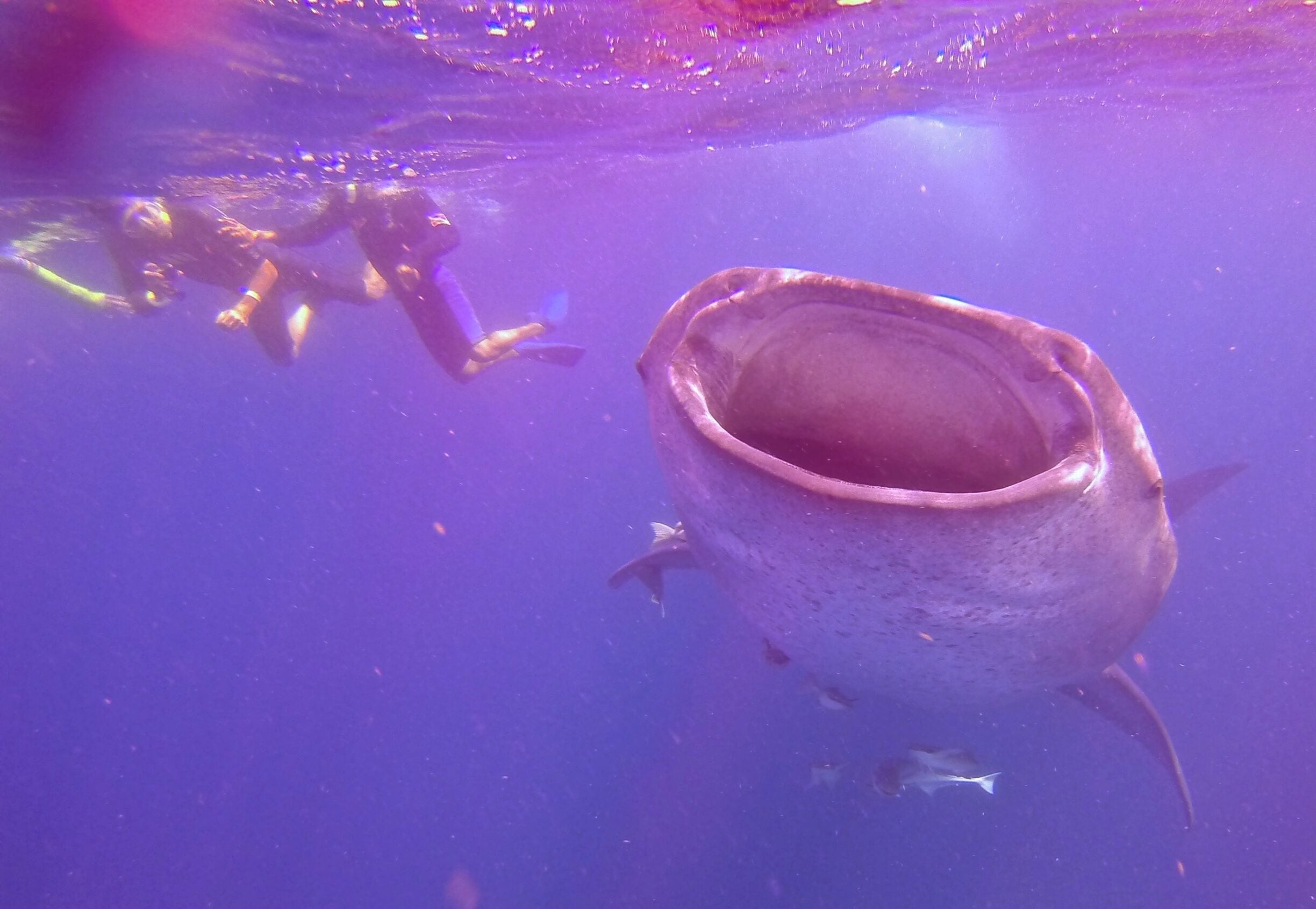 There's nothing quite like being in the water with a whaleshark. They're a filter feeding shark, not at all dangerous to people and completely safe to snorkel with. While this one was only about 7 metres long, they get up to about 12 metres. EcoColors Tours runs a safe boat and takes its environmental responsibilities very seriously. 
