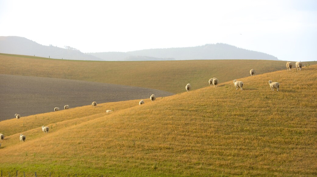 Christchurch which includes cuddly or friendly animals and farmland