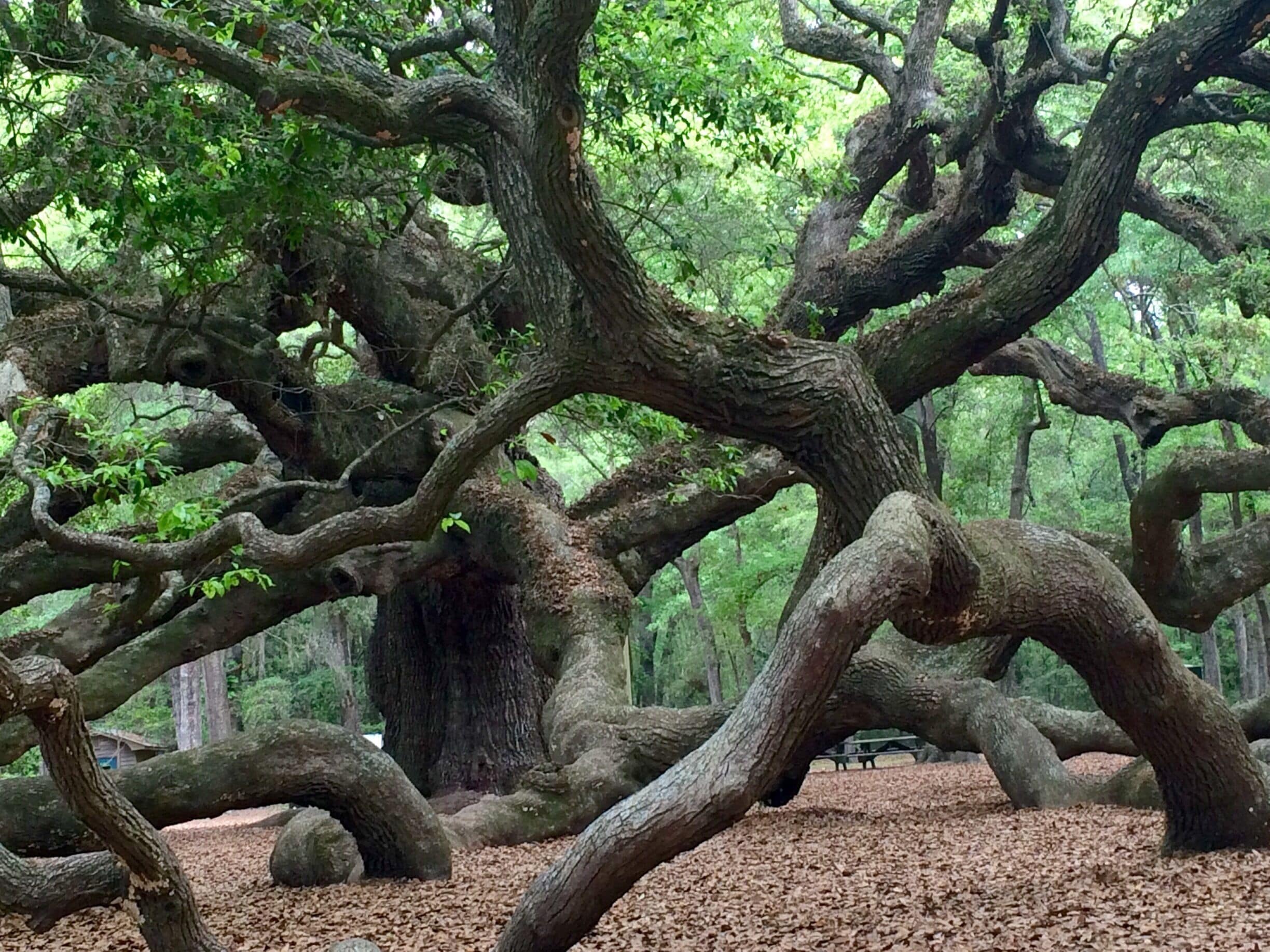 #AngelOak 500 year old living oak tree!!