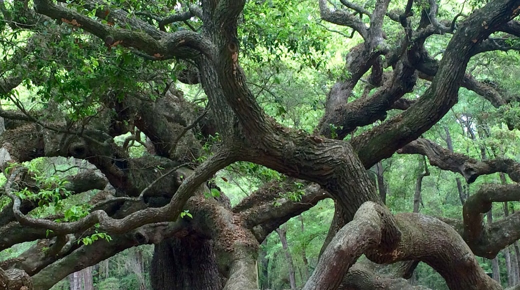 #AngelOak 500 year old living oak tree!!