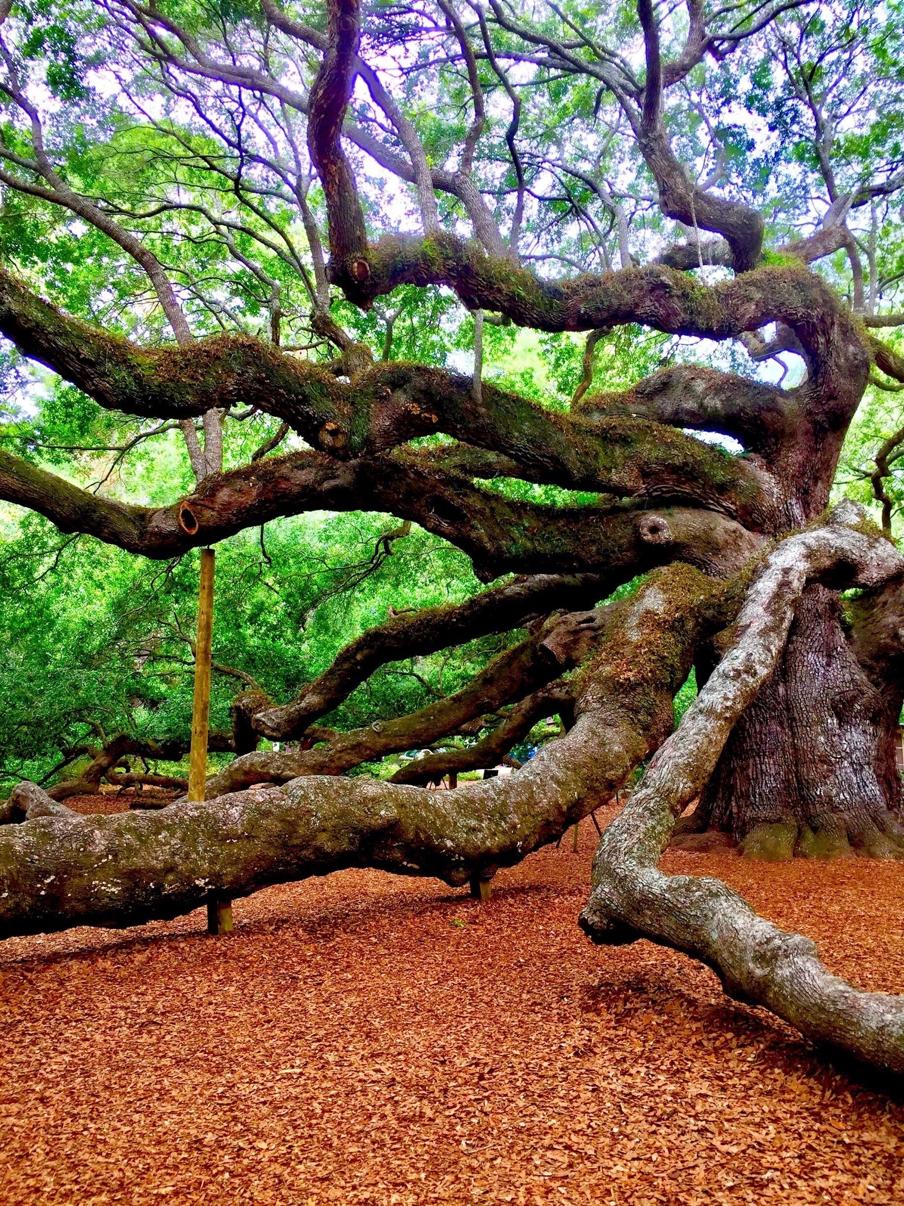 Un árbol grande y frondoso, con ramas extensas y corteza cubierta de musgo.