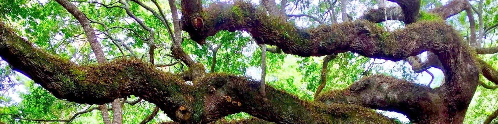 Un árbol grande y frondoso, con ramas extensas y corteza cubierta de musgo.